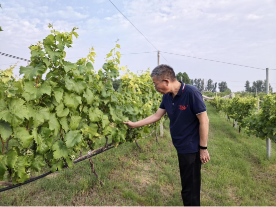 牛金宝配资 黄河故道上的葡萄酒如何香飘更远——专访民权葡萄酒“守艺人”赵子牛